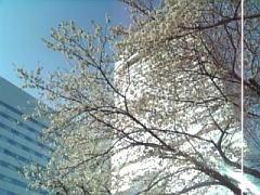 さいたま市　桜の開花