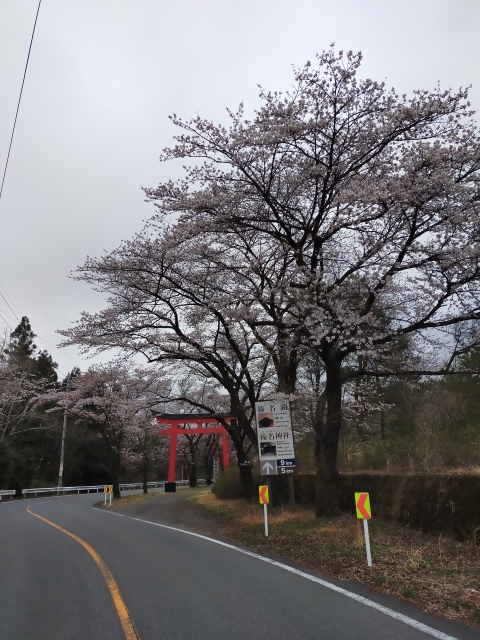 高崎の満開桜