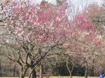 埼玉の武蔵丘陵森林公園で梅を見る