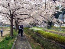 見沼代用水で花見オフ