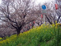 吉見の桜堤へ花見に行こう！