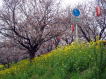 吉見の桜堤へ花見に行こう!