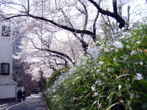 東京都内桜巡りサイクリング