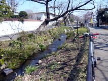 北沢川緑道散歩♪