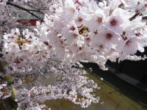 東京　桜の名所散歩