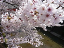 東京　桜の名所散歩