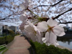 尼崎市の桜の名所＆桜並木探訪