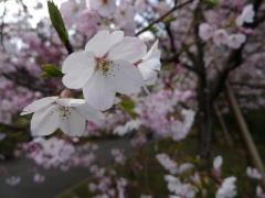 皇居から青山・原宿へ花見散歩2009