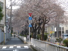 呑川緑道と桜並木散歩